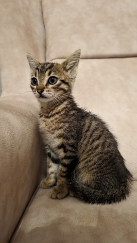 minik acil kedi fotoğraf