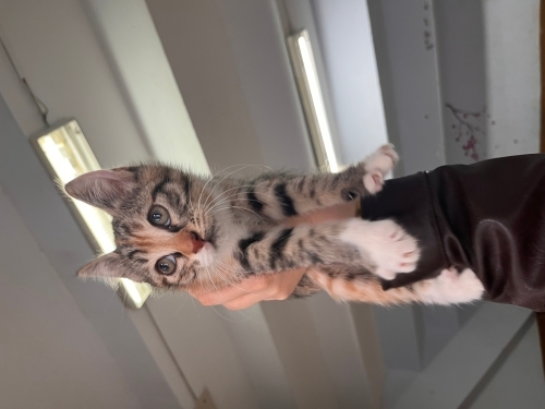 Calico Minik Bebiş Salınmadan Kendine Ev Arıyor Dişi 2 aylık fotoğraf
