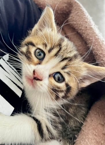 Annesi cins kedi yavru fotoğraf