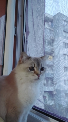 Uyku arkadaşı,oyuncu,sakin,tam bir prenses,hanım hanımcık bir kız fotoğraf