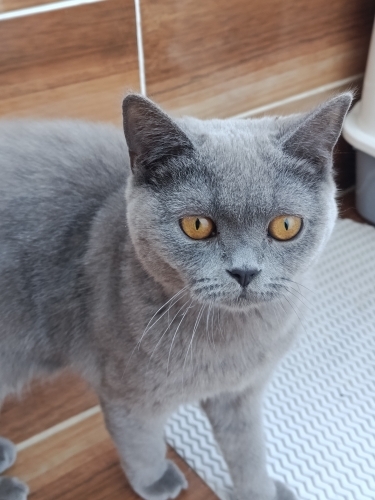 British Shorthair Boncuk fotoğraf