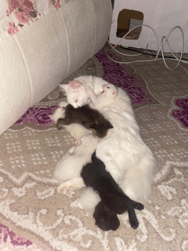 Sanayide yaşayan melez bebeklerimize yuva arıyoruz fotoğraf