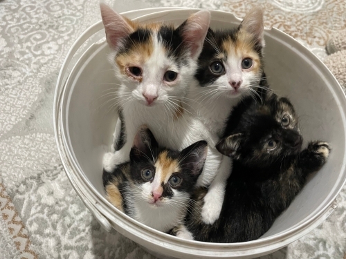 Yaramaz oyuncu sevecen kedi kardeşler fotoğraf