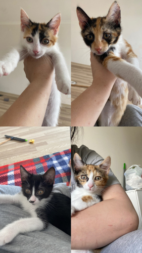 4 tatlı kardeş yuva arıyor fotoğraf