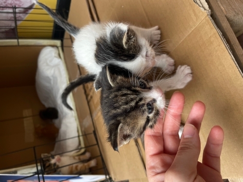 3 bacaklı iki kardeş bebek fotoğraf