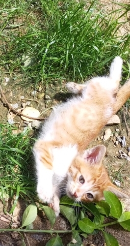 ACİL YUVA ,KOMSULAR TARAFINDAN Ö*DRLMEKLE TEHDİT EDİLİYOR fotoğraf