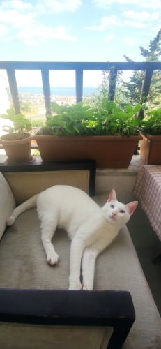 Ücretsiz Ankara kedisi fotoğraf