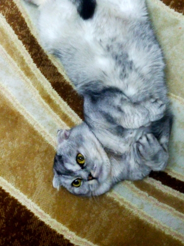 Sakin uysal bir kedi fotoğraf