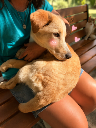 Ücretsiz sahiplenme labrador melez yavru acil yuva fotoğraf