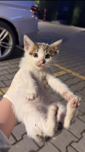 2 GÜN SÜRESİ OLAN KARTOPU fotoğraf