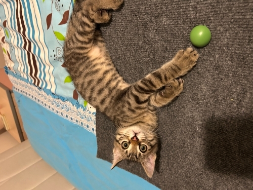 Oyuncu hiperaktif kedi fotoğraf