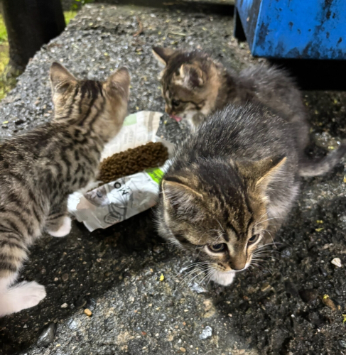 Anneleri ölmüş 1,5 aylık 3 aşk kedi yuva arıyor fotoğraf