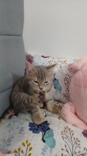 Scotish kırma kedi fotoğraf