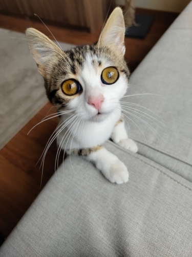 Derin Çok tatlı. fotoğraf