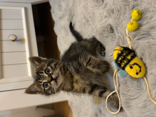 2 aylık erkek tekir kedi fotoğraf