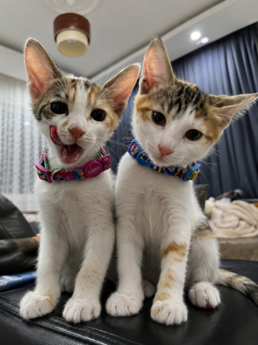 Calico bebeklerime aile aranıyor fotoğraf