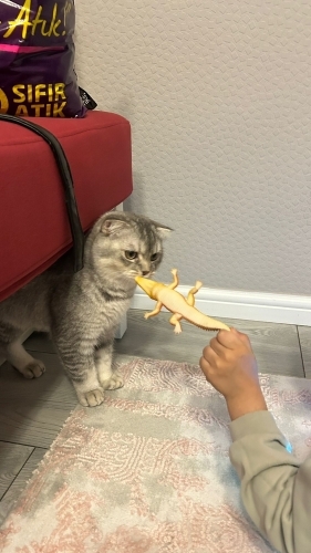 Meraklı afacan myro fotoğraf