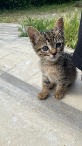 Kargaların saldırısından kurtarılan annesiz bebek yuva arıyor fotoğraf