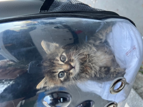 yavru uzun tuylu kedi fotoğraf