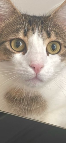 Peri artık mutlu olsun fotoğraf