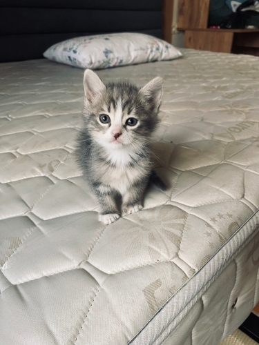 Minik yakışıklı prensime yuva arıyorum fotoğraf