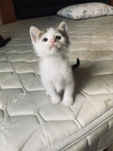 Minik yakışıklı prensime yuva arıyorum fotoğraf