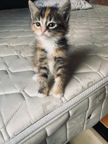 Güzeller güzeli prensesime yuva arıyorum fotoğraf
