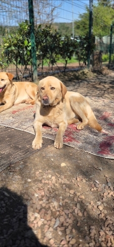 Çok sevecen, sakin, aşılı yuva/bahçe aranıyor fotoğraf
