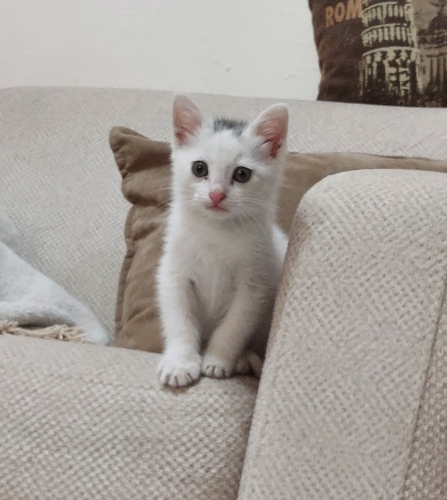 2 Aylık Yavru Kedi Kartopu'muza Yuva Arıyoruz fotoğraf