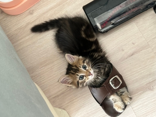 Soda bebeğimize ailesini arıyoruz 🥹🥹 fotoğraf