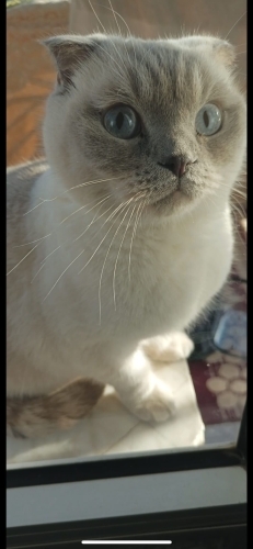 Cok sakin uysal fotoğraf