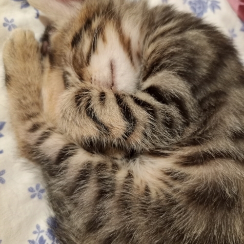 4 tane minnoş ( 2 erkek, 2 dışı) fotoğraf