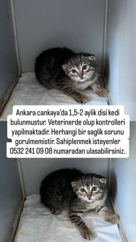 SAĞLIKLI YAVRU KEDİ YUVA ARIYOR fotoğraf