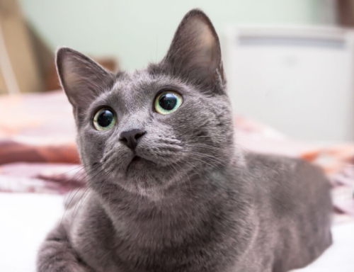 0532 202 91 32 RUSSIAN BLUE CİNSİ 1YAŞ KISIR OĞLUM DUMAN fotoğraf
