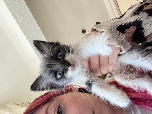 Cins erkek kedi fotoğraf