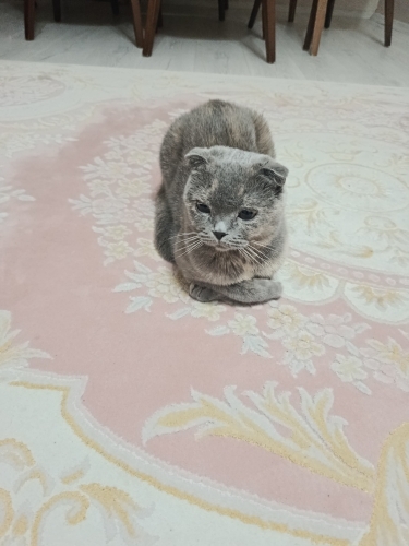 Bakımlı scottish fold ücretsiz sevgi dolu yuva arıyor fotoğraf