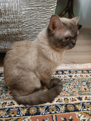British Shorthair 1 yaş kısırlaştırılmamış fotoğraf