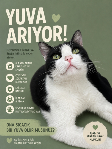 MAĞAZAMIZIN KEDİSİ CASPERA YUVA fotoğraf