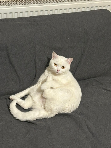 Pamuğumuza yuva arıyoruz fotoğraf