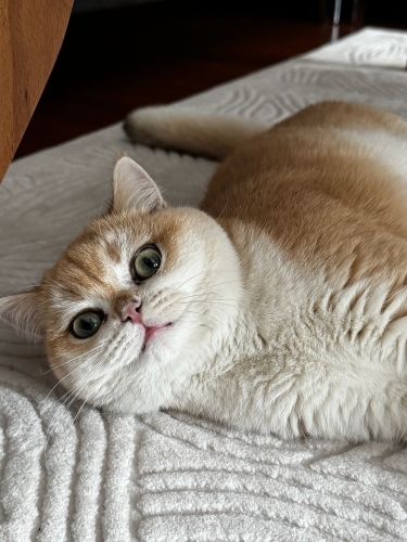 British Shorthair - 1 yaşında fotoğraf