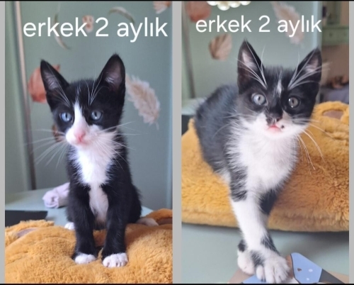 Acil yuva aranıyor fotoğraf