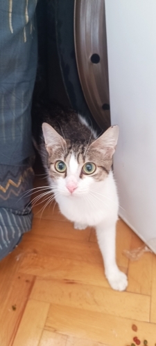Dünya tatlısı 1 anne ve bir Yavru fotoğraf