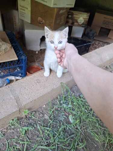 Acil bu bebeğe yuva lütfen fotoğraf