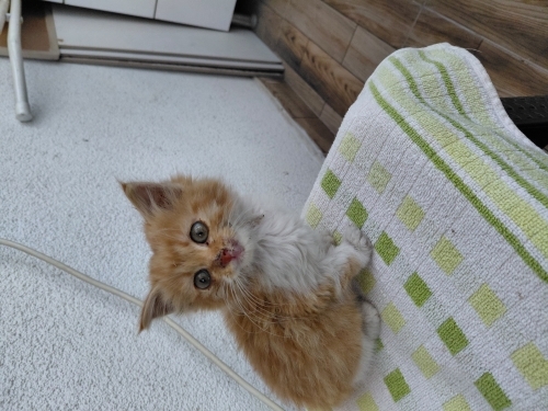 Minicik tatlı bir kedi fotoğraf