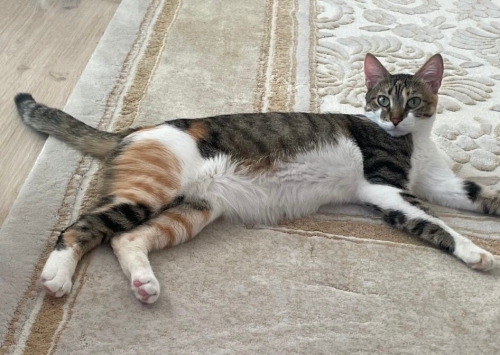 EV KEDİSİ ACİL YUVA fotoğraf