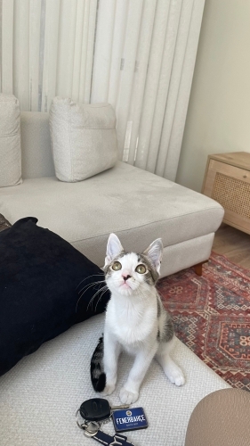 Zıpıra yuva olur musun? fotoğraf