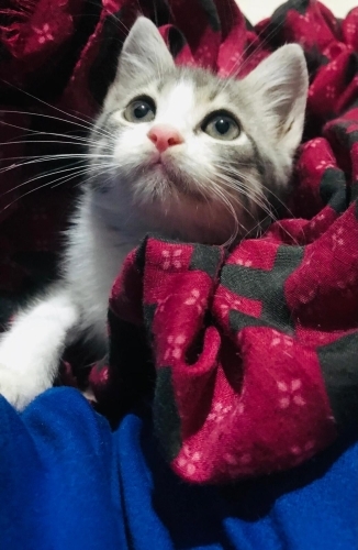 Kül rengi tüylerim var çok yakışıklıyım fotoğraf