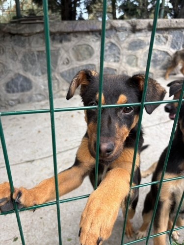 Zeytin Yuva Arıyor fotoğraf