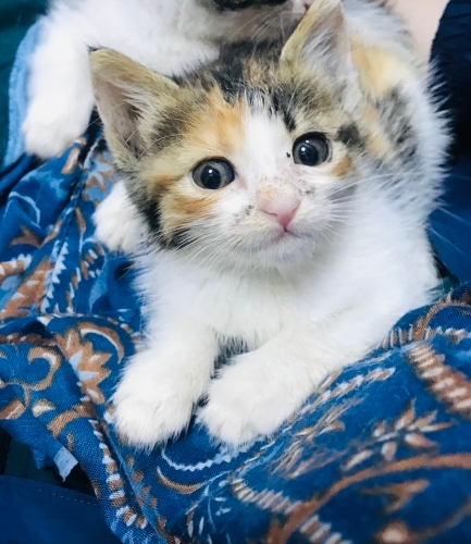 Petek çocukların elinden kurtarıldı fotoğraf