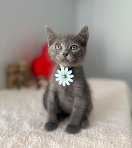 Minik tatlı kızımız fotoğraf